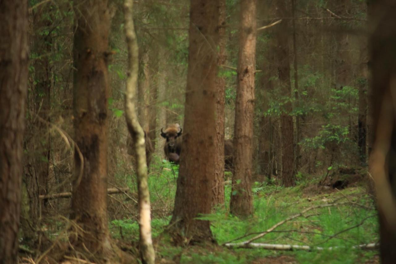 Nasze Podlasie, Domek W Dubiczach Cerkiewnych Dubicze Cerkiewne ภายนอก รูปภาพ