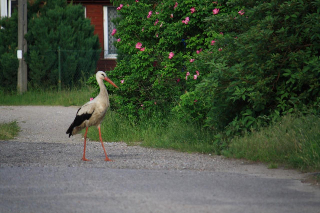 Nasze Podlasie, Domek W Dubiczach Cerkiewnych Dubicze Cerkiewne ภายนอก รูปภาพ